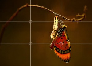 rule-of-thirds-still-life